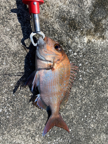 マダイの釣果