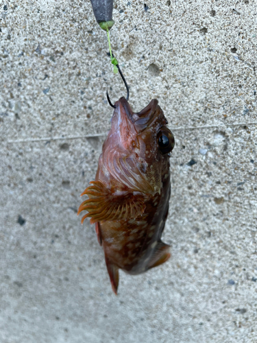 カサゴの釣果