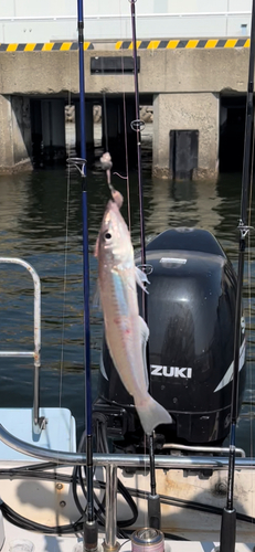 キスの釣果