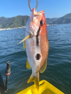 モンツキイサキの釣果