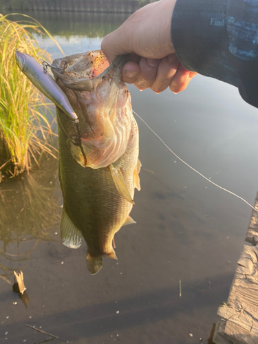 ブラックバスの釣果