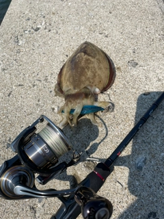 モンゴウイカの釣果