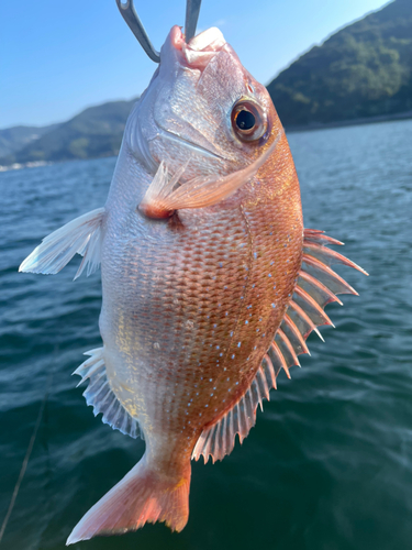 タイの釣果