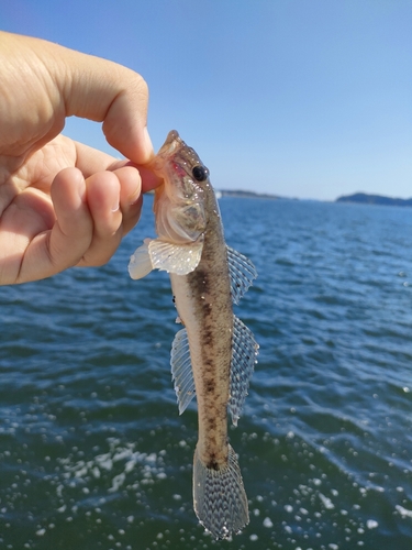 ハゼの釣果