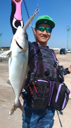 カンパチの釣果