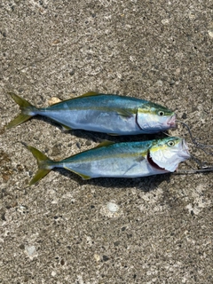 イナダの釣果