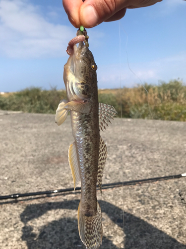 ハゼの釣果