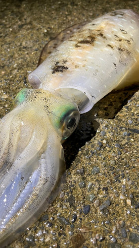 アオリイカの釣果