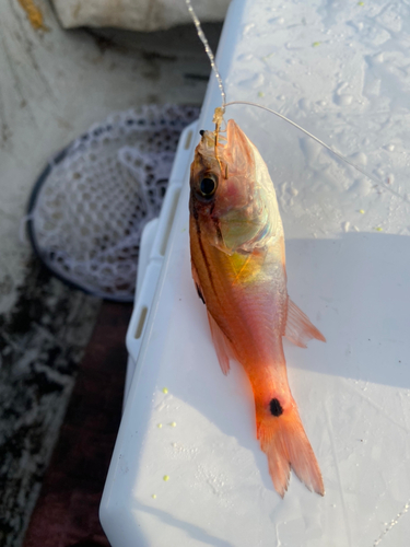 ネンブツダイの釣果