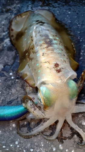 アオリイカの釣果