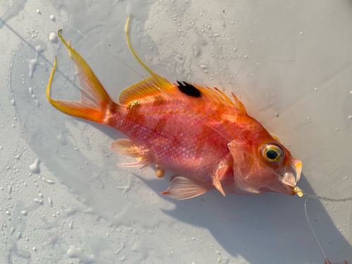 サクラダイの釣果