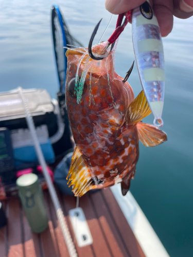 アコウの釣果