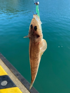 メゴチの釣果