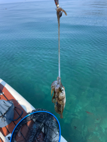 アオリイカの釣果