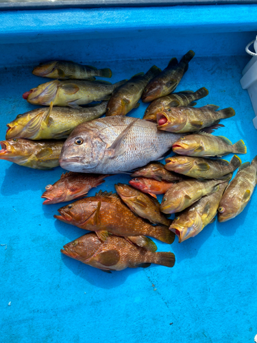 アオハタの釣果