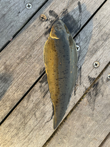 シタビラメの釣果