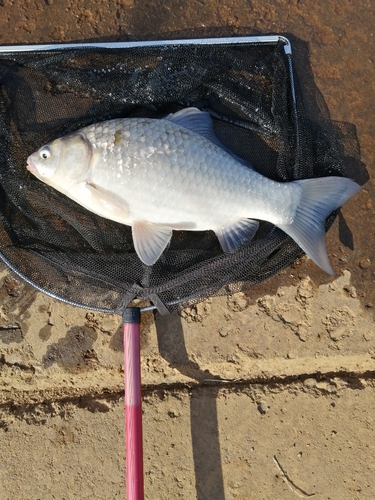 マブナの釣果