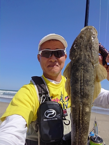 マゴチの釣果