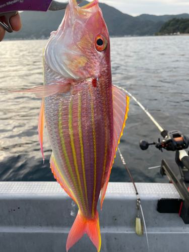 ソコイトヨリの釣果