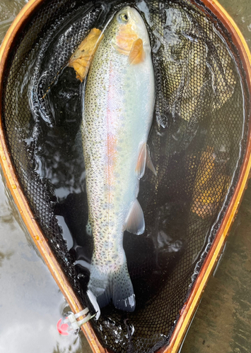 ニジマスの釣果