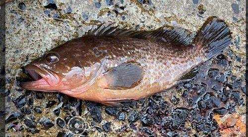 アコウの釣果