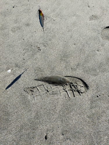 シタビラメの釣果