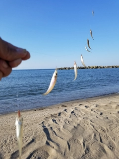 キスの釣果