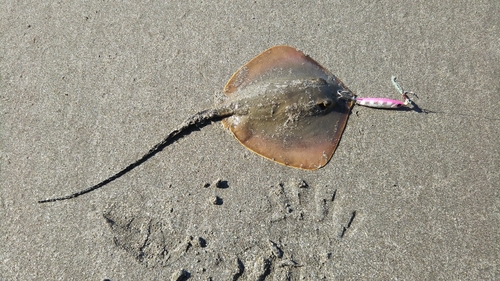 エイの釣果