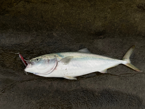 ワラサの釣果