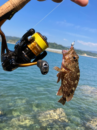 ガシラの釣果