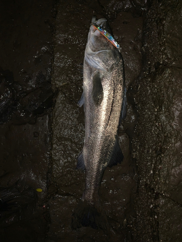 マルスズキの釣果