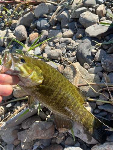 スモールマウスバスの釣果