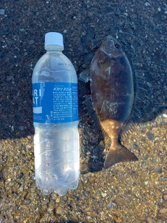 アイゴの釣果