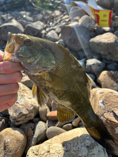 スモールマウスバスの釣果