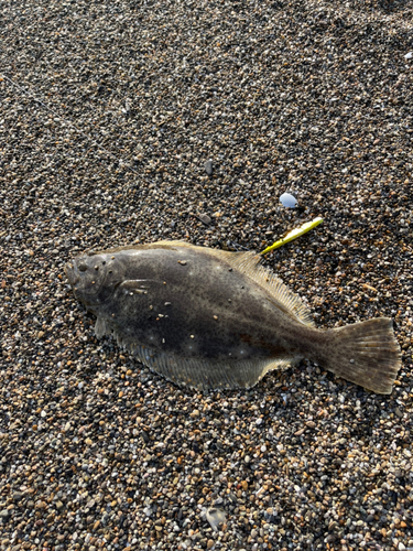 ソゲの釣果