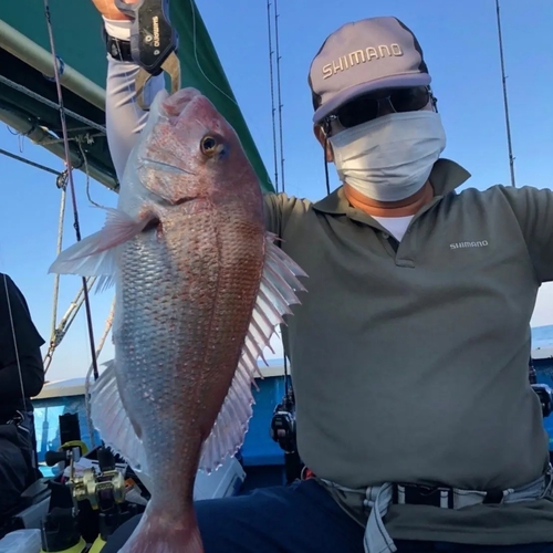 マダイの釣果