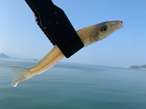 キスの釣果