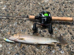 イワナの釣果