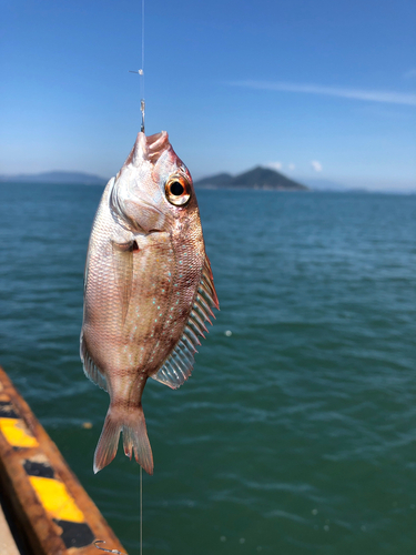 チャリコの釣果