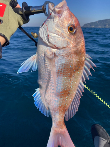 タイの釣果