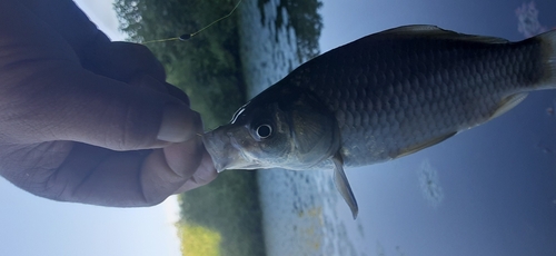 フナの釣果