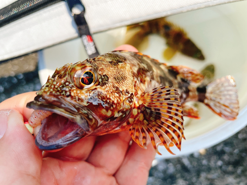 アラカブの釣果