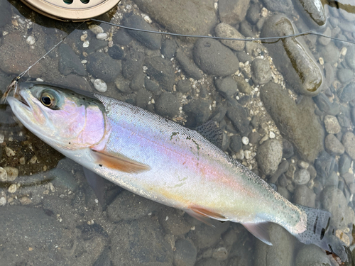 ニジマスの釣果