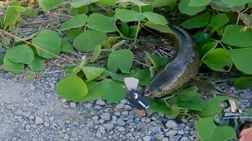 ライギョの釣果