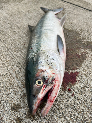 アキアジの釣果