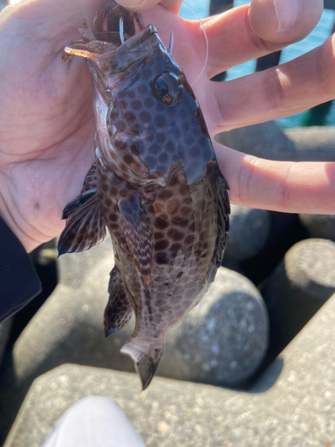 オオモンハタの釣果