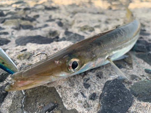 カマスの釣果