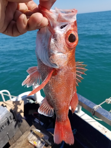 アカムツの釣果