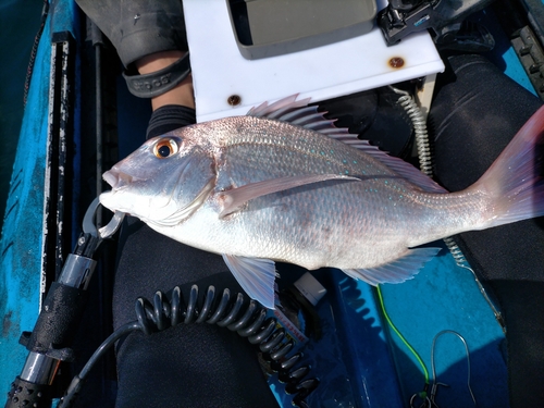 マダイの釣果