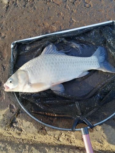 マブナの釣果